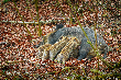 säugendes-Wildschwein-©FB_L5792.png