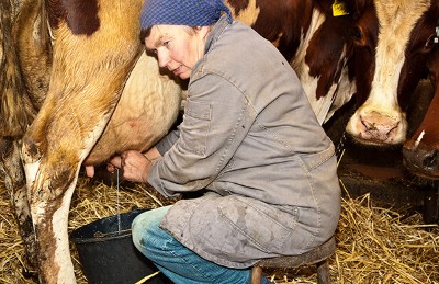 Maria Wesselmann melkt ihre Kühe mit der Hand.