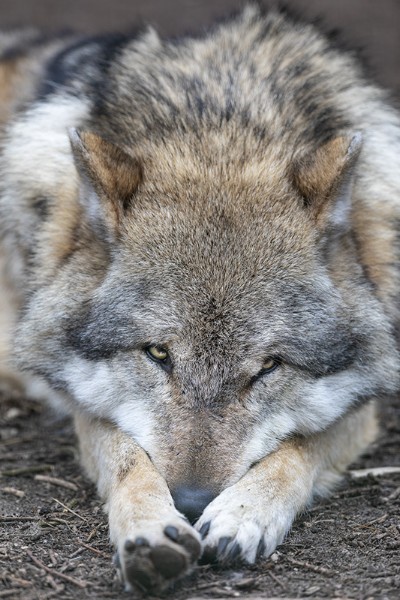 Keine Angst vor dem Wolf, oder doch? Ein Wolf hört und sieht gut und ist sehr scheu. Der „wilde“ Wolf fürchtet den Menschen und geht ihm aus dem Wege. Gefährlich können die Raubtiere werden, wenn sie angefüttert wurden und sich an den Menschen gewöhnt, oder gelernt haben, wie leicht es ist, ungesicherte Weidetiere zu erlegen. 