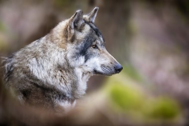 Nach einer Studie des Bundesamtes für Naturschutz gibt es nahezu in jedem Bundesland geeignete Gebiete in denen sich „Canis lupus“ wieder zu Hause fühlen kann.